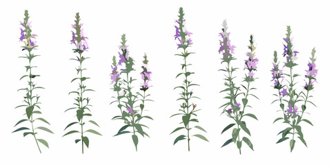 Collection of purple flower stalks with varying heights and bloom stages © Mityunjoy