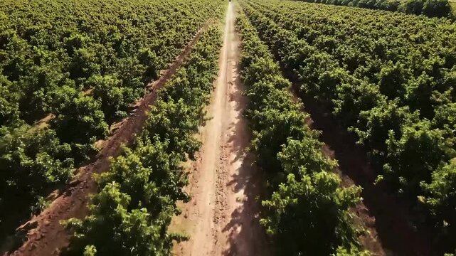 Aerial view of a vast orchard with rows of green trees and a dirt path.