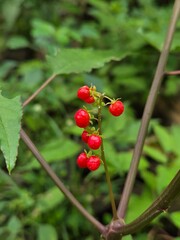Bloodberry (Rivina humilis) Red Fruit Cluster in Natural Garden Setting