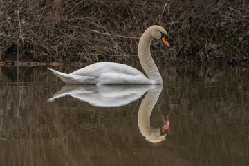 Fototapeta premium Swan on the water.