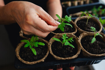young seedlings of cucumbers and tomatoes in peat pots, plastic trays with soil for agricultural seedlings.  Containers with soil and sprouted pepper seeds are in the hands of an adult horticulturist