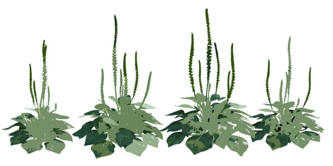 Stylized illustration of plantago lanceolata commonly known as ribwort plantain © Sourav