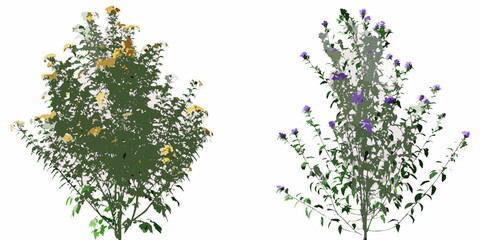 Two flowering plants with yellow and purple blooms isolated on white © Sourav