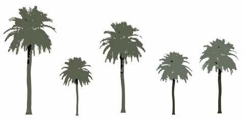 A group of silhouetted palm trees against a stark white background © Sourav