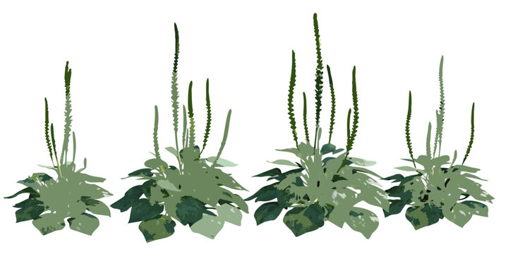 Stylized illustration of plantago lanceolata commonly known as ribwort plantain