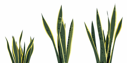 Obraz premium Three clumps of variegated snake plant leaves against a white background