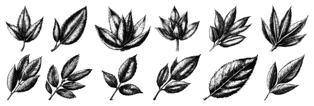 Detailed vintage hand drawn botanical sketch set of various plant and tree leaves