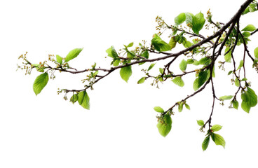 Obraz premium PNG Branch with fresh green leaves.