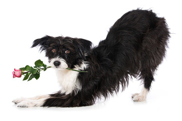 Chinese crested powderpuff dog with a rose isolated on white