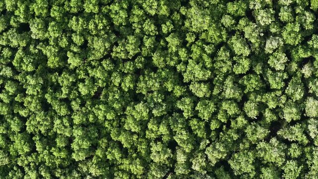 Top Down Mangrove Forest Canopy Aerial Footage