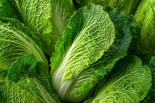 Fresh green napa cabbage leaves close up natural organic vegetable texture
