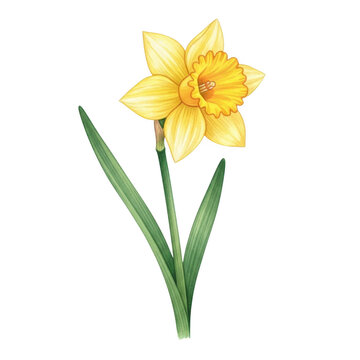 A single vibrant daffodil with a bright yellow flower and green stem