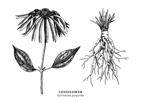 Coneflower hand drawn vector illustration set. Vintage Echinacea root - medicinal plant sketch for herbal medicine, supplements, and natural products. Not AI generated.