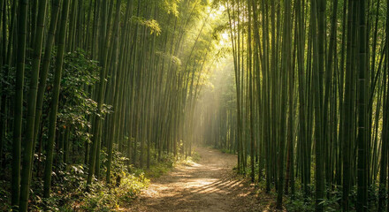 Obraz premium Morning sunlight rays shining through misty forest trees along a peaceful woodland path