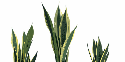 Three sansevieria plants with upright pointed green and yellow leaves © SreemotiRaba