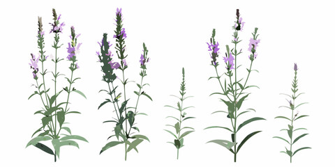 A collection of purple loosestrife flowers and green foliage © SreemotiRaba