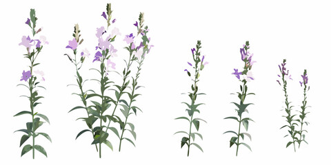 A collection of purple loosestrife flowers in varying stages of bloom © SreemotiRaba