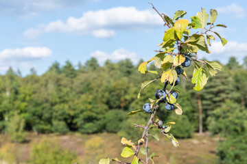 Close Blackthorn Bush Growing The