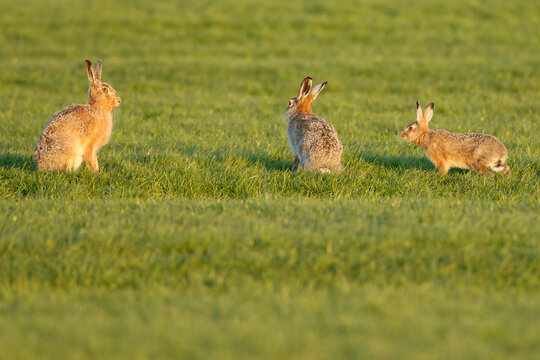 Hare in nature during mating.time.