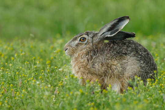 Hare in nature during mating.time.