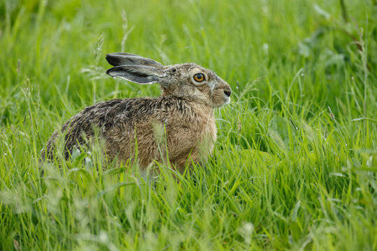 Hare in nature during mating.time.