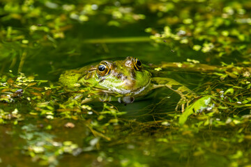 Obraz premium A frog