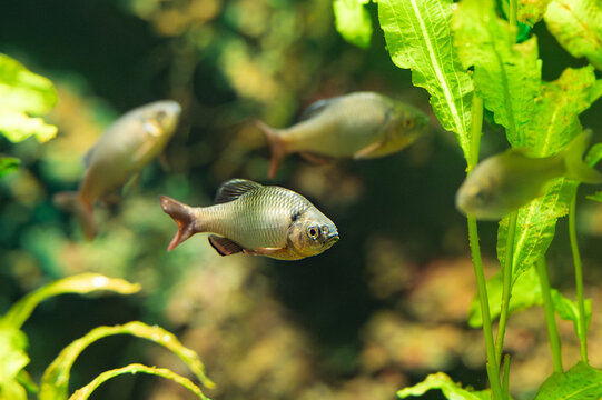 Tokyo bitterling swimming in an aquarium.
