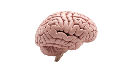 Photo-realistic 3D Medical Illustration of a Human Brain Isolated on a Black Background, Depicting Detailed Anatomy for Science, Healthcare, and Education.