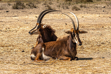 antelope in the zoo © Sara Capture