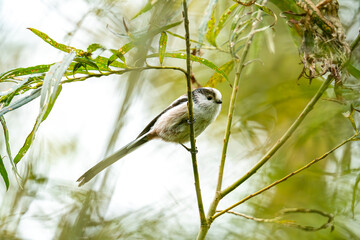 great tit on branch © Sara Capture