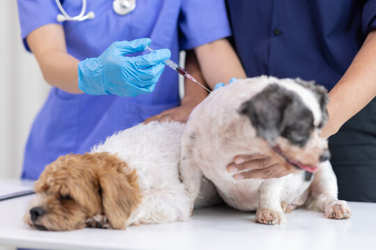 Veterinarian giving injection to small dog with owner holding another dog.