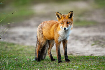 Obraz premium Fox