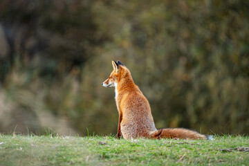 Fototapeta premium Fox in the wild
