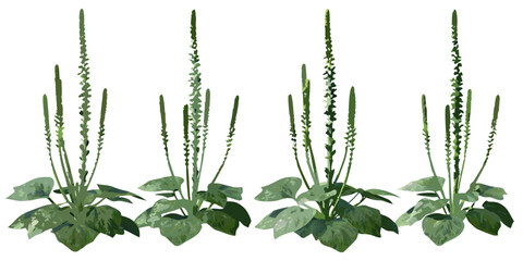 Four plantain weeds with distinctive green flower spikes and broad leaves © Roni
