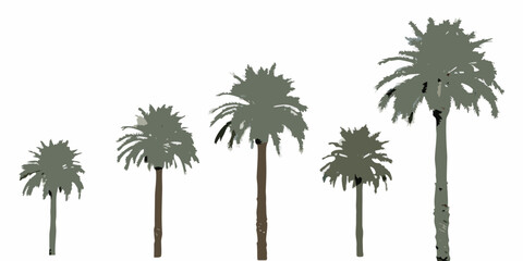 A series of stylized palm trees in varying heights and sizes © Roni