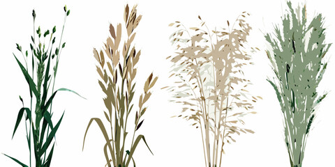 Illustration of various types of grasses and grains in different colors © Roni