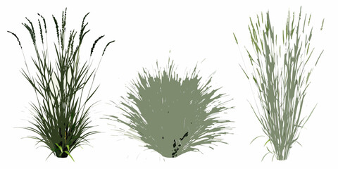 Three clumps of green grasses and foliage are digitally illustrated © Roni