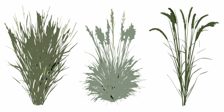 Three stylized clumps of grassy vegetation against a white background