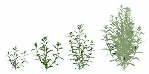 Illustration depicting the growth stages of a leafy green plant © Roni