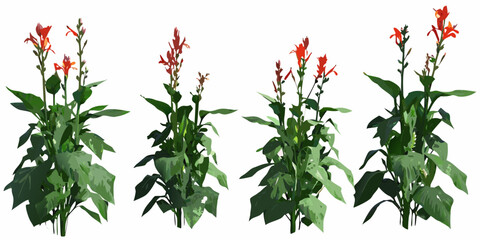Four vibrant red salvia plants with lush green foliage are displayed © Roni