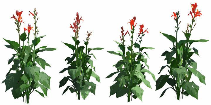 Four vibrant red salvia plants with lush green foliage are displayed
