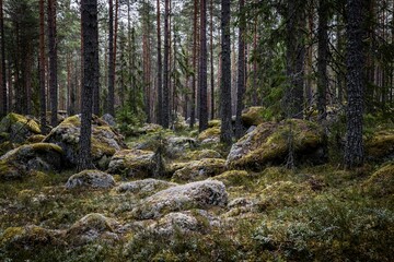 Naklejka premium Mossy laege boulders in a pine forest. Erratic origin from glaires.