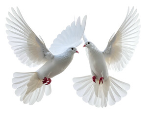 Obraz premium Two pure white doves, wings outstretched, flying against a transparent backdrop. Close up shot