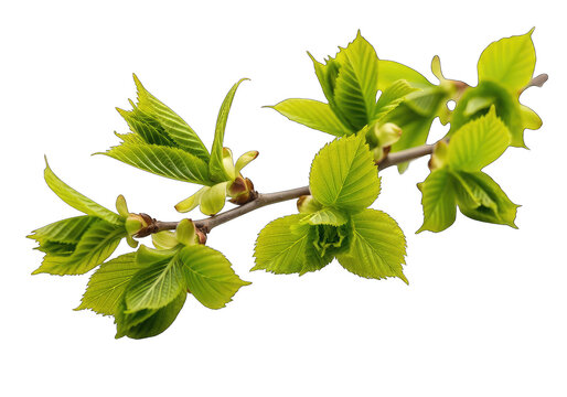 Fresh green mulberry leaves branch with young buds isolated on transparent background