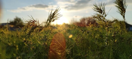 Wild grass seeds in the golden light of the sun. A warm, atmospheric close-up of wild grass and plants, with the sun low on the creating beautiful lens flares and a golden glow. © Olena