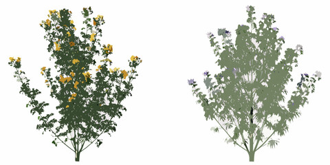 Two flowering bushes with yellow and lavender blooms isolated on white © Tarun