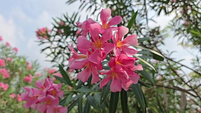Sweet Oleander pink flowers. The branches swayed in the wind. The single-layered flowers have five petals. Lavender or Rose Bay highly toxic to humans, animals, pet, rat. Pink flowers in the park.
