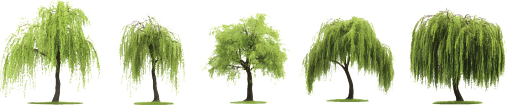 A set of realistic willow trees in different positions, with a transparent background