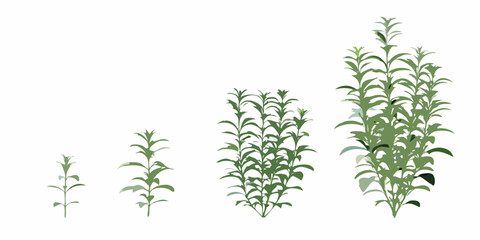 Illustrative depiction of plant growth stages from seedling to maturity © Tarun
