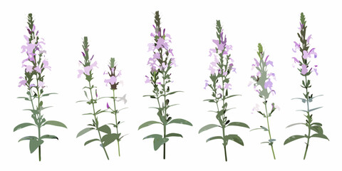 A collection of purple veronica flowers on slender green stems © Tarun